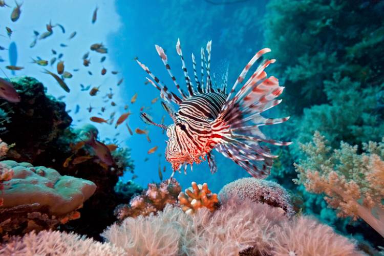 lionfish tournament in emerald coast